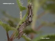2449 17 mm Dark Spectacle caterpillar (Abrostola triplasia)