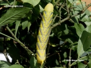 1973 Death's Head Hawkmoth caterpillar (Acherontia atropos)