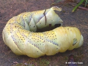 1973 Deaths-head Hawkmoth caterpillar, (Acherontia atropos) Durban South Africa © 2014 Andre Isaacs