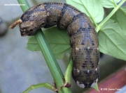 1973 Death's-head Hawkmoth caterpillar (Acherontia atropos) Hertfordshire, UK © 2015 Joanne Turton