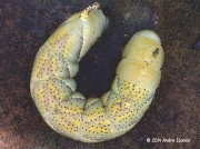 Death's-head Hawkmoth caterpillar (Acherontia atropos) Durban South Africa © 2014 Andre Isaacs