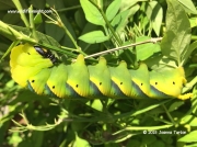 1973 Death's-head Hawkmoth caterpillar yellow form © 2015 Joanna Turton