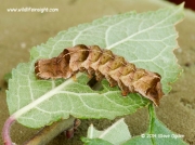 2155 Dot Moth brown larval form Melanchra persicariae © 2014 Steve Ogden