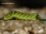 2155 Green larval form of Dot Moth Melanchra persicariae © 2006 Steve Ogden