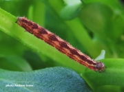 Double-striped Pug caterpillar (Gymnoscelis rufifasciata) photo Andrew Jones