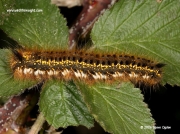 1640 Fully grown Drinker moth caterpillar