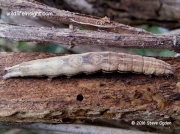 2243 Early Grey caterpillar Xylocampa areola (2)