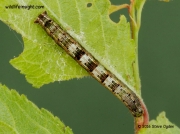 1960 Early Moth larva Theria primaria © 2016 Steve Ogden