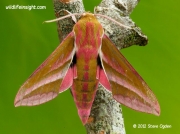 Elephant Hawkmoth Deilephila elpenor photo Steve Ogden