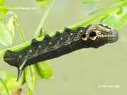 1991 Elephant Hawk-moth (Deilephila elpenor) 30mm caterpillar having molted out of green instar © 2014 Steve Ogden