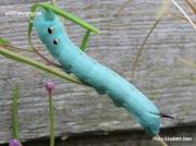 Elephant hawkmoth caterpillar (Deilephila elpenor) unusual blue form on lesser willowherb cheshire UK photo Elizabeth Deaz