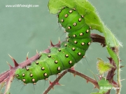 Emperor moth caterpillar Saturnia pavonia feeding on bramble © 2014 Steve Ogden
