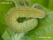 Epirrita species  17 mm larva of either November Moth, Pale November Moth or Autumnal Moth  © 2018 Steve Ogden