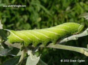 1980 Eyed Hawkmoth fully grown 70mm caterpillar (Smerinthus ocellata) © 2013 Steve Ogden