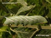 1980 Eyed Hawkmoth fully grown 70mm caterpillar (Smerinthus ocellata) © 2013 Steve Ogden