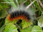 2057 Garden Tiger caterpillar (Arctia caja) © 2010 Steve Ogden