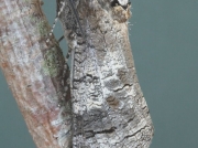 Goat Moth (Cossus cossus) just emerged having overwintered in subterranean pupa © 2017 Steve Ogden