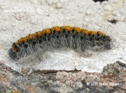 1636 Grass Eggar caterpillar (Lasiocampa trifolii)