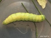2422 Green Silver-lines caterpillar (Pseudoips prasinana) photo Sarah Cox
