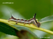 2284 Grey Dagger caterpillar (Acronicta psi) fully grown © 2006 Steve Ogden