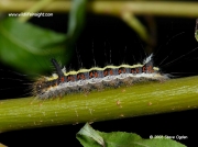2284 Grey Dagger caterpillar 38mm fully grown (Acronicta psi) © 2006 Steve Ogden
