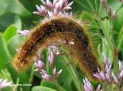 1635 Ground-Lackey-caterpillar (Malacosoma castrensis) photo Marion Allison