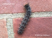 2034 Gypsy moth caterpillar (Lymantria dispar) Hampton London photo Pam Sickelmore