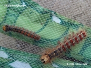 2034 Gypsy moth caterpillars (Lymantria dispar) Sutton London photo Fatima Agha