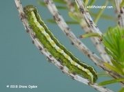 2135 Heath Rustic caterpillar (Xestia agathina) green form Lizard, Cornwall © 2018 Steve Ogden