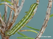 2135 Heath Rustic caterpillar (Xestia agathina) moorland heather Lizard, Cornwall © 2018 Steve Ogden