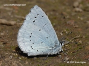 Holly Blue butterfly (Celastrina argiolus) feeding on damp ground