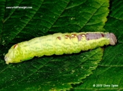 2000 Iron prominent caterpillar (Notodonta dromedarius) © 2009 Steve Ogden