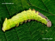 2000 Iron prominent caterpillar (Notodonta dromedarius) © 2009 Steve Ogden
