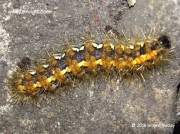 2067 Jersey-Tiger-caterpillar-Euplagia quadripunctaria-photo- Wayne Notley