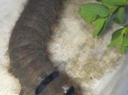1642 Lappet Moth caterpillar (Gastropacha quercifolia)