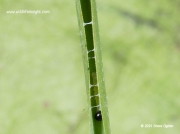 Large Skipper butterfly caterpillar (Ochlodes faunus)
