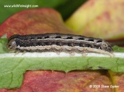 2017 Large Yellow Underwing caterpillar (Noctua pronuba) dark form © 2009 Steve Ogden