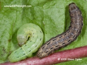 2107 Large Yellow Underwing caterpillars (Noctua pronuba) green and brown forms © 2009 Steve Ogden