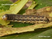 Large Yellow Underwing cutworm Noctua pronuba © 2009 Steve Ogden