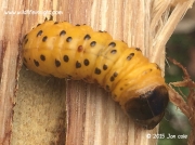 0161 Leopard Moth caterpillar (Zeuzera pyrina) photo © 2015 Jon Cole