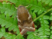 2111 Lesser Broad bordered Yellow Underwing (Noctua janthe) © 2009 Steve Ogden