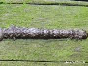 1961 Light Emerald caterpillar (Campaea margaritata) photo Paul Kennedy