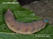 1979 Lime Hawk-moth (Mimas tiliae) prepupating caterpillar © 2006 Steve Ogden