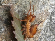 1999 Lobster moth caterpillar Stauropus fagi Devon UK photo Jenny Sobey