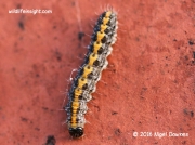 2293 Marbled Beauty caterpillar Cryphia domestica © 2016 Nigel Downes