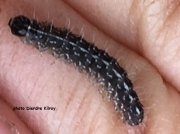 2295 Marbled Green (Cryphia muralis) caterpillar Dublin photo Deirdre Kilroy