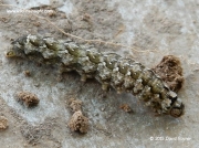 2247 Merveille du Jour caterpillar © 2015 David Rayner 2