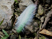 Miller caterpillar Pembrokeshire UK photo Deborah Downing