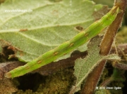 1819 Mottled Pug caterpillar (Eupithecia exiguata) © 2015 Steve Ogden