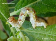 1935 Mottled Umber caterpillar (Erannis defoliaria) © 2009 Steve Ogden
